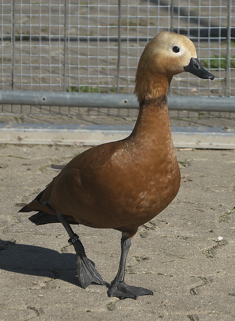 典例子