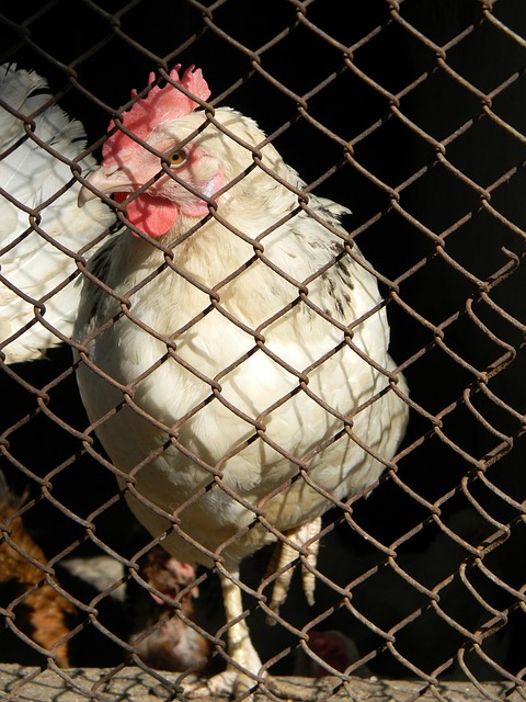 的其中一員 的其中一員